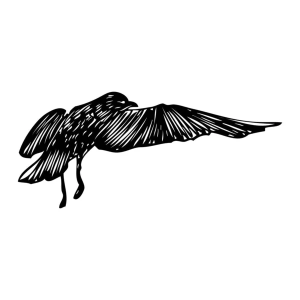 Gaivota Negra Golpes Desenhados Mão Pássaro Gaivota Marinha Desenho Esboço — Vetor de Stock