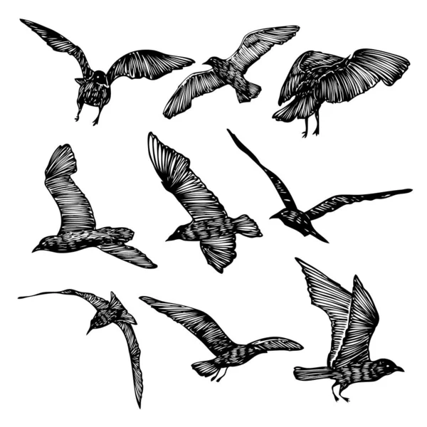 ดของฝ งนก นกนางนวลบ ภาพร างพ วาดด วยม อของนกทะเล แนวค าหร — ภาพเวกเตอร์สต็อก