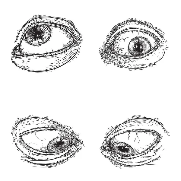 Set Van Verschillende Tekeningen Van Het Menselijk Oog Verschillende Richtingen — Stockvector