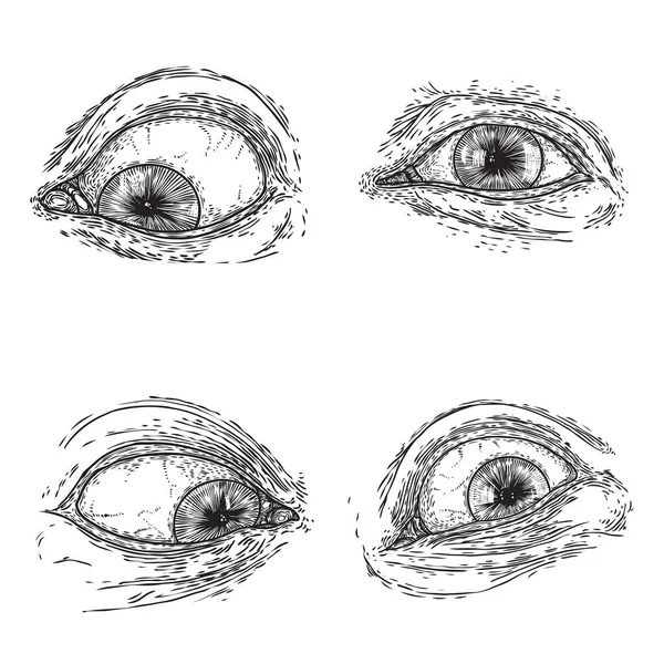 Набор Различных Рисунков Человеческого Глаза Разных Направлениях Эмоциях Видят Глаз — стоковый вектор