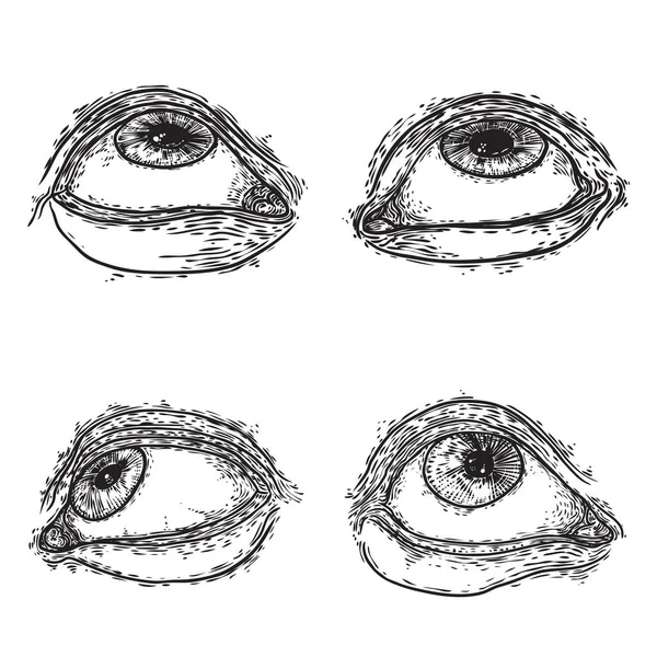 Conjunto Varios Dibujos Del Ojo Humano Diferentes Direcciones Emociones Todo — Archivo Imágenes Vectoriales