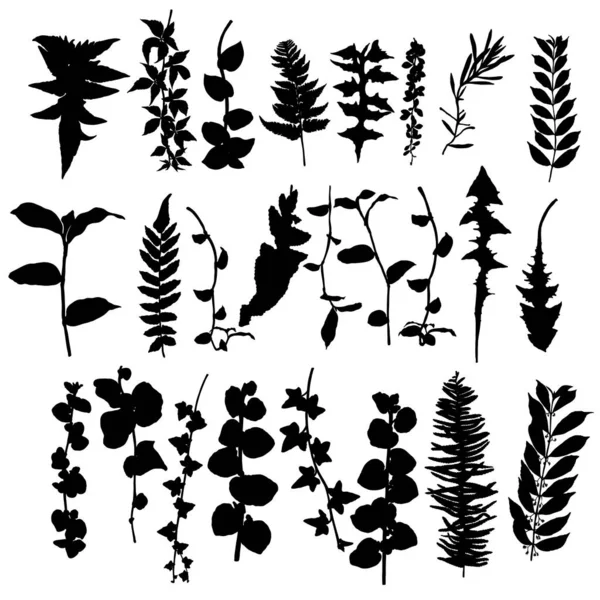 Leaf Vine Silhouette Collection Foliage Set Domestic Spring Leaves Branches — Stock Vector