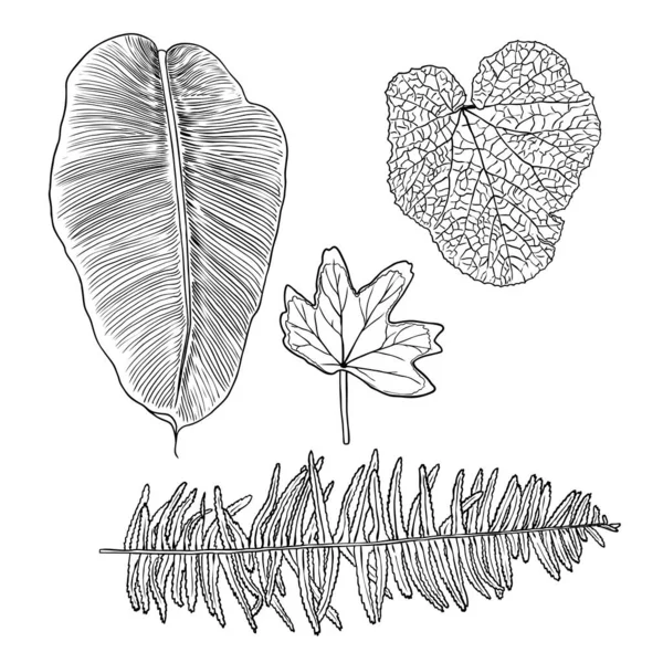 손으로 식물학적 나뭇잎 양치식물 집에서 무늬의 요소들 결혼식 초대장을 스케치를 — 스톡 벡터