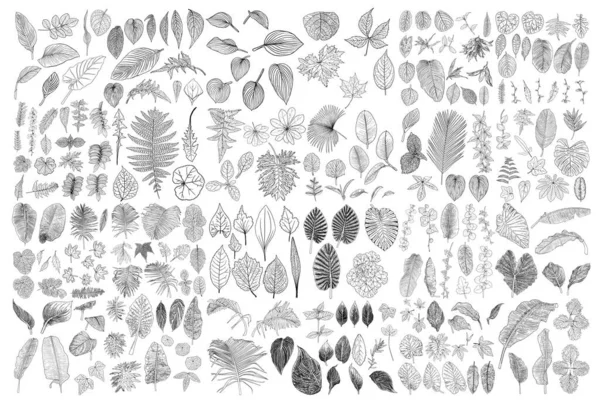 Collection Feuilles Tropicales Eléments Fougère Isolés Sur Fond Blanc Ensemble — Image vectorielle