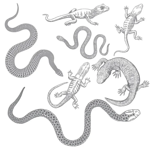 大型炼金术符号元素集合 爬行动物毒蛇 青蛙或蛤蟆 灵性隐身术和化学魔法纹身素描手绘向量 — 图库矢量图片