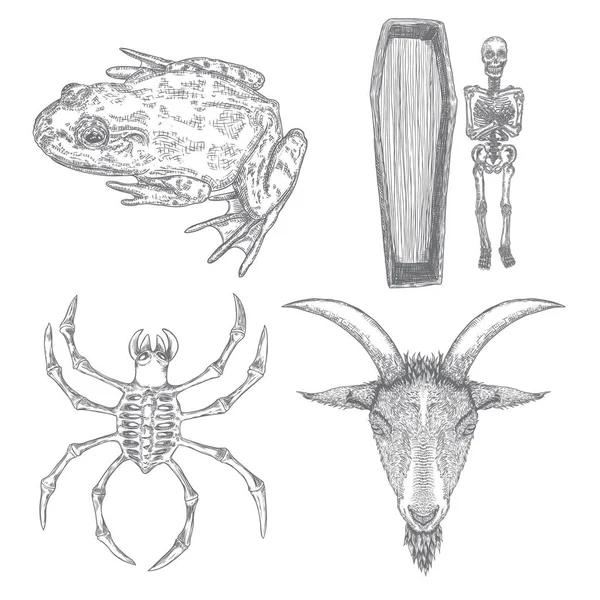 Magische Tierelemente Gesetzt Handgezeichnete Skizze Für Die Magiersammlung Hexenzauber Symbole — Stockvektor