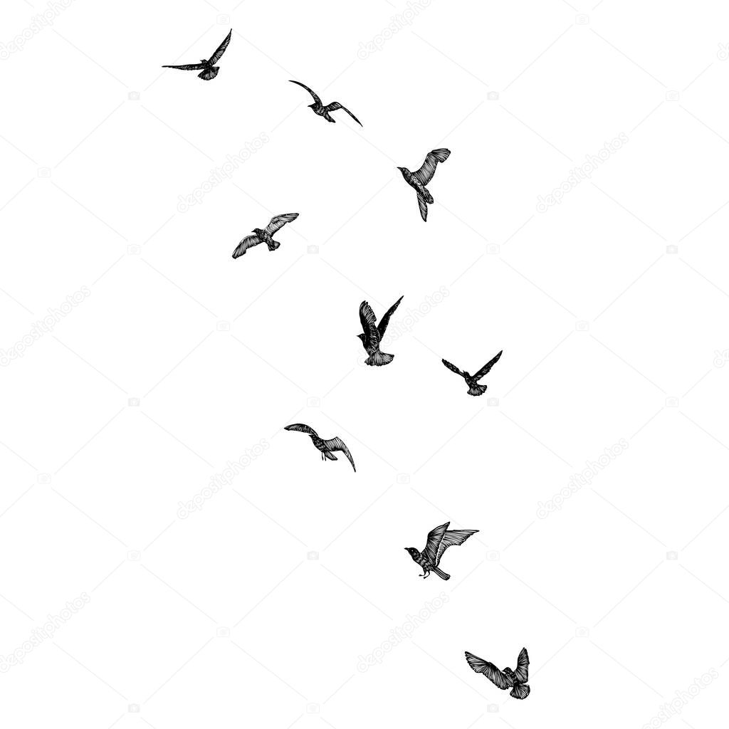 Set of black hand drawn strokes birds seagulls, flock. Drawing sketch of sea birds. On white background. Inspirational body or flesh ink tattoo. Vector.