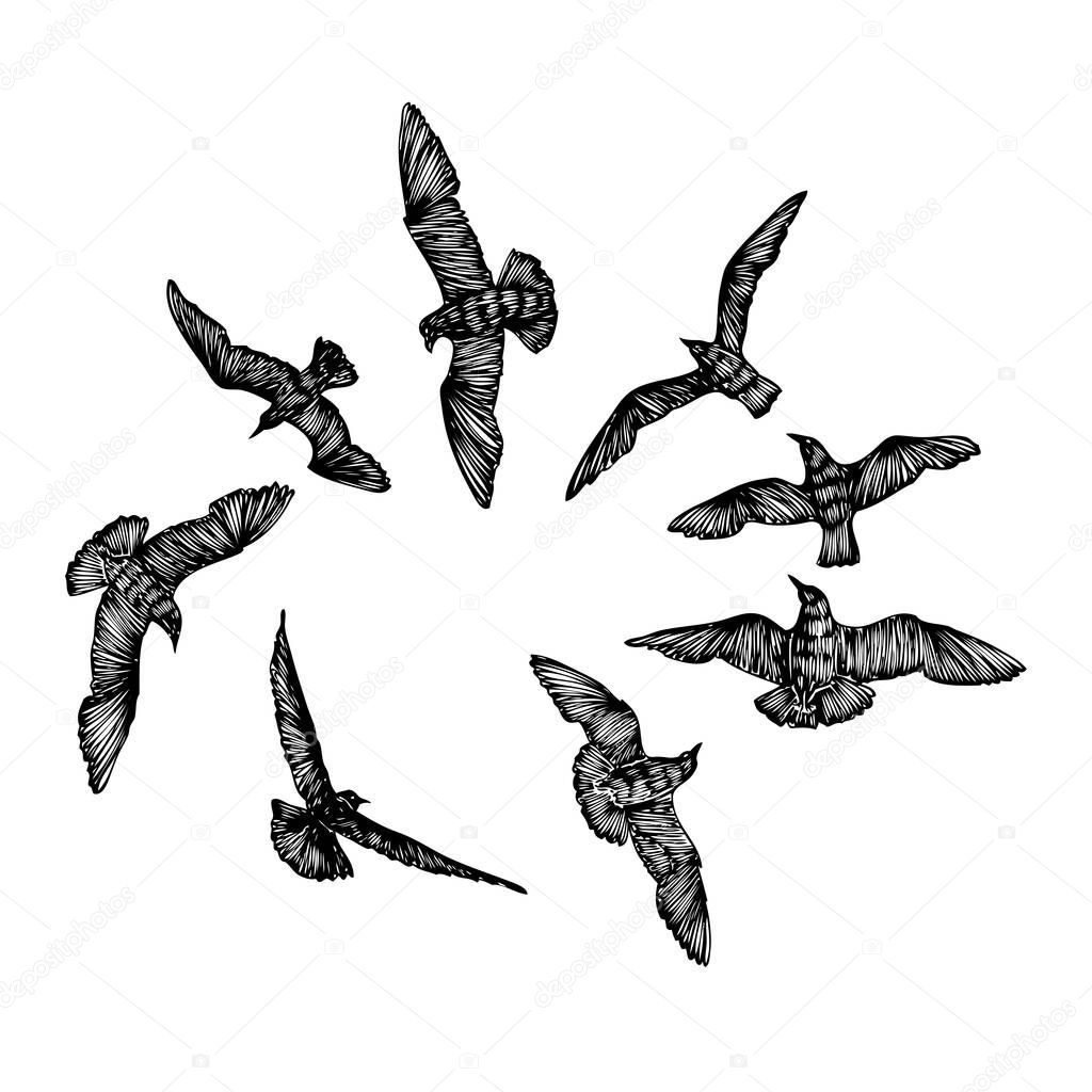 Set of black hand drawn strokes birds seagulls, flock. Drawing sketch of sea birds. On white background. Inspirational body or flesh ink tattoo. Vector.