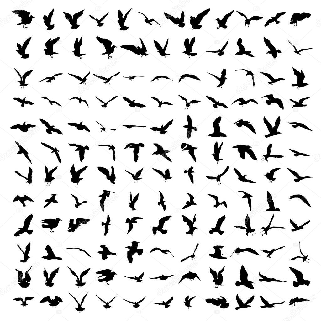 Silhouette set of flying seagulls birds on white background. Inspirational body or flesh ink tattoo of sea birds. Vector.