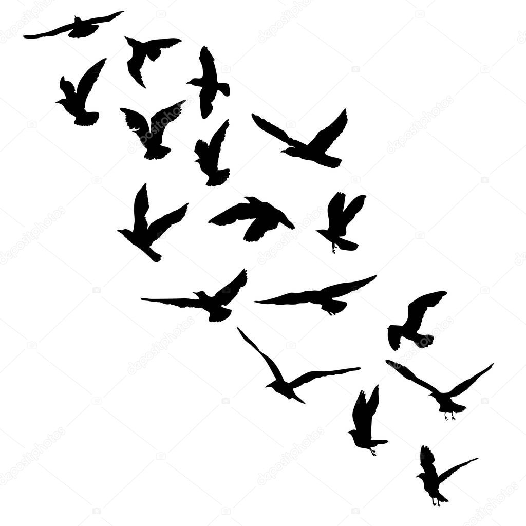 Silhouette set of flying seagulls birds on white background. Inspirational for body or flesh ink tattoo of sea birds. Vector.
