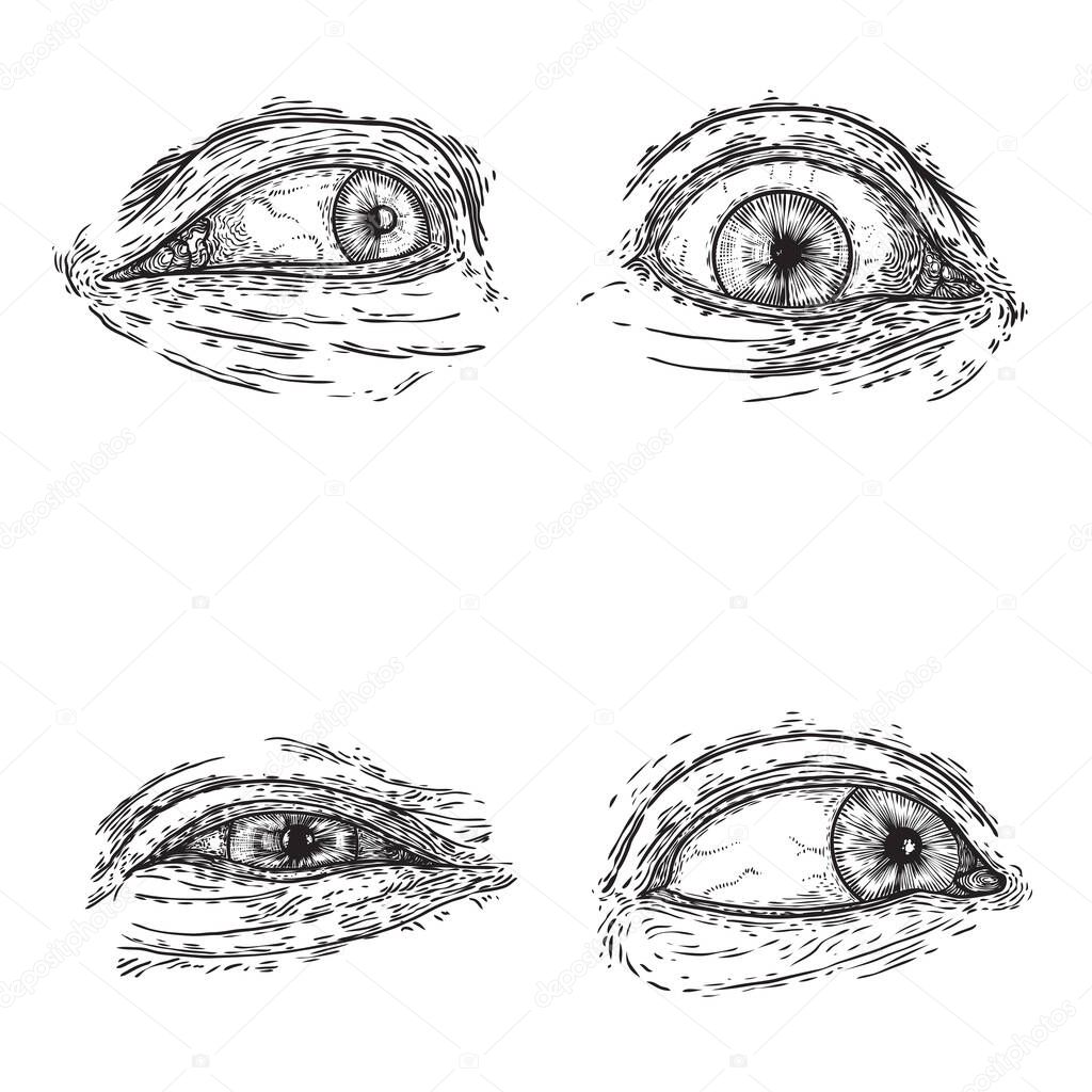Set Of Various Drawing Of The Human Eye In Different Direction And Emotion All Seeing Eye The Symbol Of The Masons As An Option Design Element Man Vision Vector Premium Vector