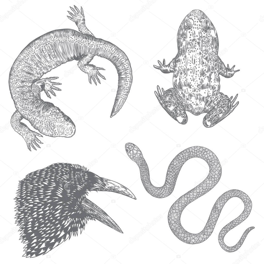 Set of witchcraft magic, occult attributes decorative elements. Frog, toad, lizard, reptile, crow, bird, raven, snake. Set for Halloween. Vector. 