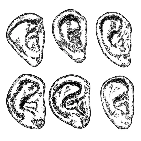 Set Various Human Ear Anatomy Body Part Engraved Hand Drawn — Stock Vector