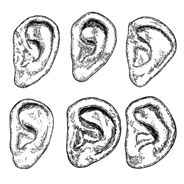 Conjunto Varias Partes Del Cuerpo Anatomía Del Oído Humano Estilo — Archivo Imágenes Vectoriales