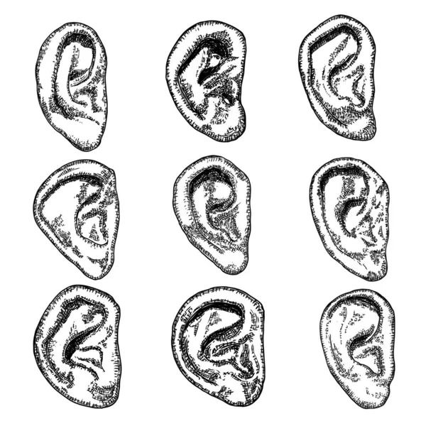 Set of various human ear anatomy body part in engraved hand drawn style. Stylized drawing of decorative witchcraft, voodoo magic attribute. Illustration for Halloween. Vector.