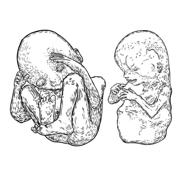 Rozwój Dziecka Rysunku Ciążowym Anatomia Okres Ciąży Rysunek Rozwoju Dziecka — Wektor stockowy