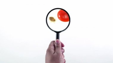 Tahtakurusu paraziti, beyaz arka planda el plazması olan büyüteç tutarak çok yakından yaklaşır. Süper makro ve kaçmaya çalışan yetişkin bir cimex lectularius yatak böceğinin detaylı incelemesi.