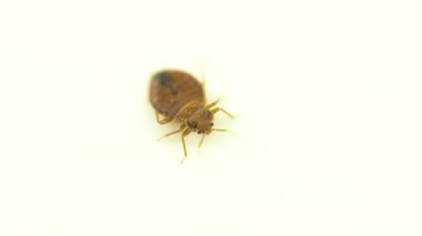 Tahtakurusu paraziti, beyaz arka plana çok yakın. Süper makro ve kaçmaya çalışan yetişkin bir cimex lectularius yatak böceğinin detaylı incelemesi.