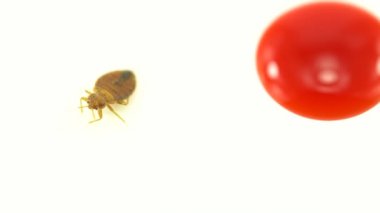 Tahtakurusu avı. Tahtakurusu kan emici kaçmaya ve sürünmeye çalışır. Süper makro ve yetişkin bir Cimex Lectularius 'un detaylı çalışmaları. Son derece sinir bozucu bir böcek..