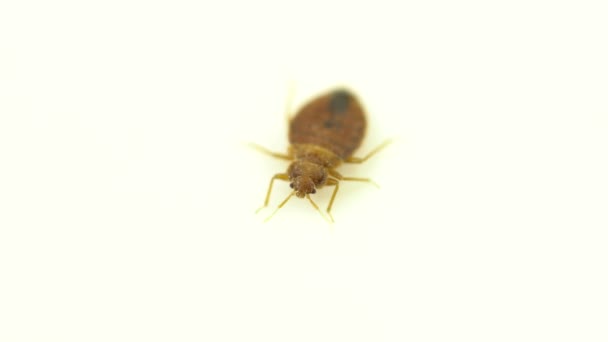 Bedbug insekt parasit extrem närbild på den vita bakgrunden. Super makro och detaljer undersökning av en vuxen cimex lectularius säng bugg försöker fly. — Stockvideo