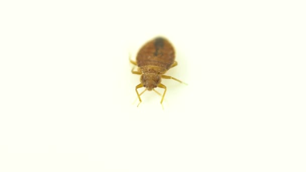 Apanha percevejos. Bed bug sanguessuga tenta escapar e rastejar. Super macro e detalha estudos de um adulto cimex lectularius. Inseto extremamente irritante. — Vídeo de Stock