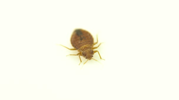 Apanha percevejos. Bed bug sanguessuga tenta escapar e rastejar. Super macro e detalha estudos de um adulto cimex lectularius. Inseto extremamente irritante. — Vídeo de Stock