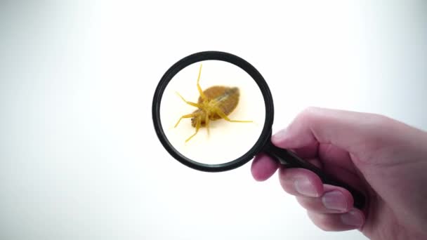 Bedbug serangga parasit ekstrim menutup dengan kaca pembesar memegang dengan tangan POV pada latar belakang putih. Super makro dan rincian pemeriksaan dewasa cimex lectularius bug tidur mencoba untuk melarikan diri. — Stok Video