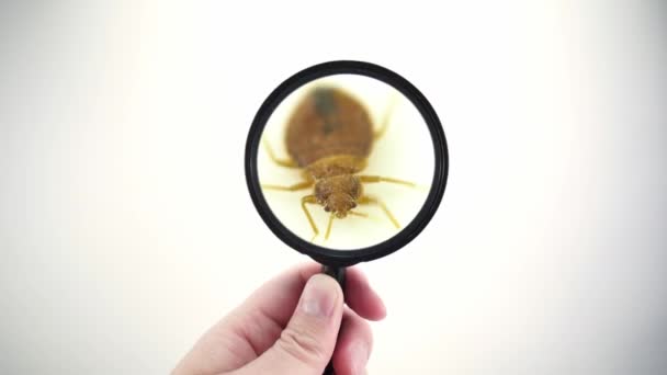 Méchant insecte punaise de lit parasite maison infestation extrême macro gros plan avec loupe tenant avec inspection POV main. Concept de lutte antiparasitaire, traitement expert des maisons d'exterminateur. , — Video