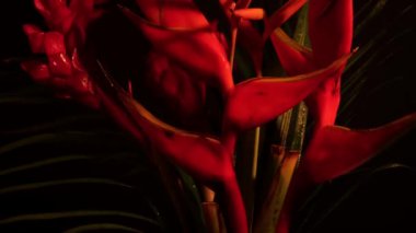 Edison ampulünün yaktığı bir buket tropikal egzotik çiçek. Yağmur ormanları bahçesinden Heliconia Rostrata çiçek aranjmanının yakın çekimi. Cennet Kuşu ve Istakoz Pençesi eğreltiotu ile yaprak arkaplan.