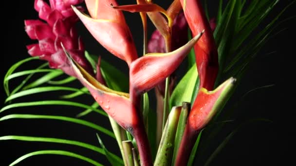 Beautiful bouquet of tropical exotic flowers. Close-up shot of Heliconia rostrata floral arrangement from rainforest or garden. Leaf background with Bird of paradise and Lobster Claw fern. — Stock Video