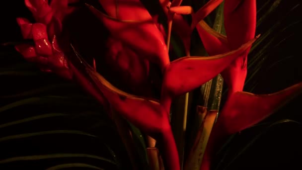Bukiet tropikalnych egzotycznych kwiatów oświetlonych przez żarówkę Edisona. Szczelnie ujęcie Heliconia rostrata kwiatowy układ z tropikalny ogród. Tło liści z rajskim ptakiem i paprocią z homara. — Wideo stockowe