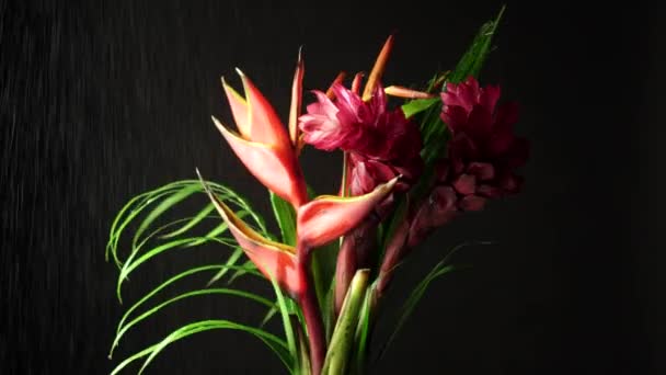 在森林的雨中,一束芬芳的热带奇异的鲜花.从热带雨林花园拍摄的Heliconia rostrata花的特写。有天堂鸟和龙虾的叶子背景. — 图库视频影像