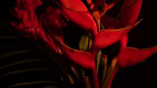 Buquê de flores exóticas tropicais iluminado por bulbo Edison. Close-up de Heliconia rostrata arranjo floral do jardim da floresta tropical. Folha de fundo com pássaro do paraíso e lagosta garra samambaia. — Vídeo de Stock