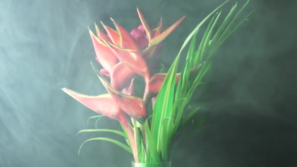 Bukiet tropikalnych egzotycznych kwiatów w leśnej mgle deszczowej. Szczelnie ujęcie Heliconia rostrata kwiatowy układ z tropikalny ogród. Tło liści z rajskim ptakiem i paprocią z homara. — Wideo stockowe