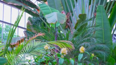 Ravenala madagascariensis palmiyesi çiçek açan bitkiler veya gezgin ağacı, gezgin palmiyesi veya Madagaskar 'dan gelen doğu-batı palmiyesi çeşitli egzotik bitkilerle çevriliyken yapraklarını yavaşça hareket ettiriyor..