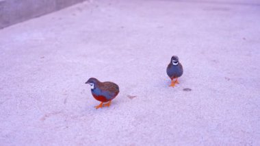Bir çift düğmeli bıldırcın ya da Çin bıldırcını, Phasianidae familyasından küçük bir kuş. Şirin Kral bıldırcın ya da Gage Park Tropik Sera Yağmur Ormanı 'nda Asya mavisi bıldırcın..
