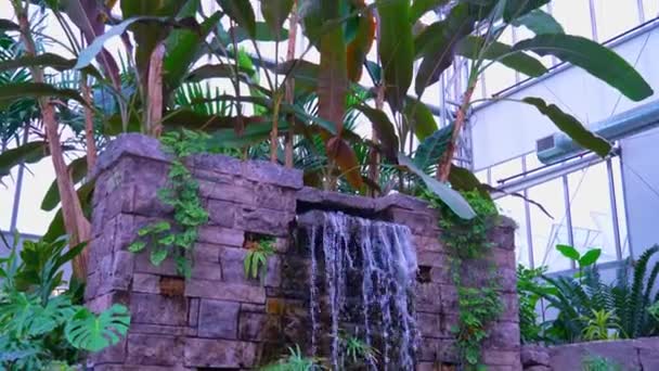 Artificial Waterfall Made Exotic Jungle Lush Plants Greenhouse Rainforest Public — Stock Video