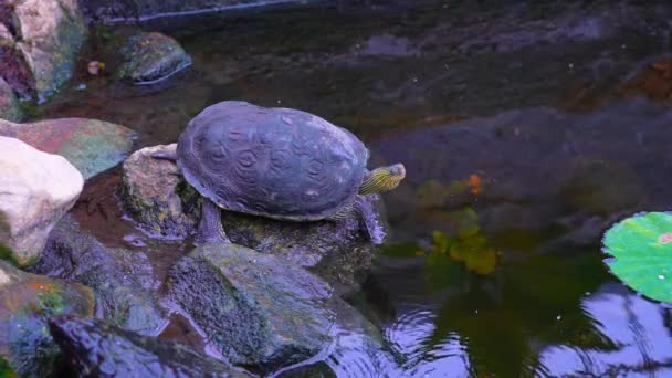 Żółw Rzeczny Lub Gady Suwakowe Big Bend Żółw Wodny Zamykają — Wideo stockowe