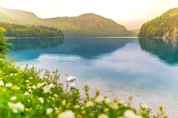 Very Beautiful Romantic Lake Scenery White Swan Swimming Lake — Stock Photo, Image