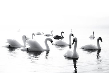 Gölde yüzen çok güzel siyah ve beyaz Swans, huzurlu bir an