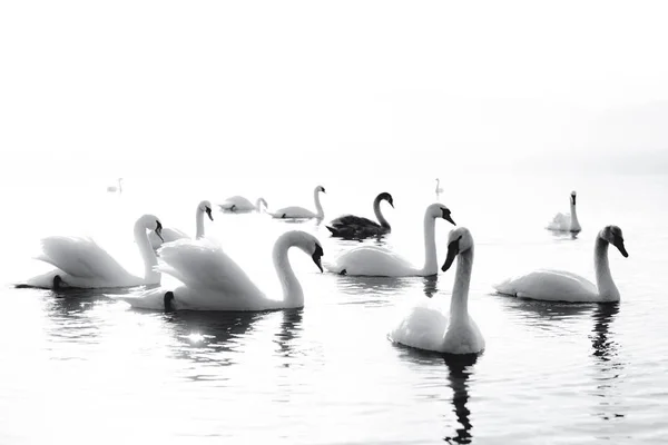 Bardzo Piękne Czarno Białe Łabędzie Pływające Jeziorze Spokojny Moment — Zdjęcie stockowe