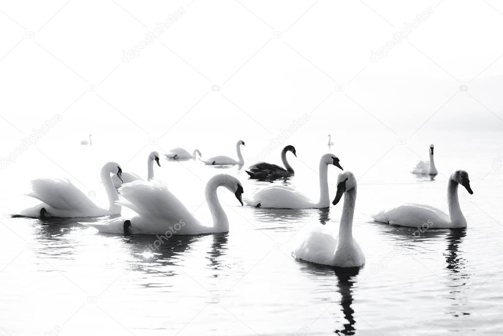 Very beautiful black and white swans floating in lake , peaceful moment