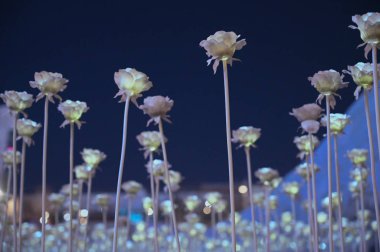 Seoul, Kore - 7 Aralık 2018: Dongdaemun tasarım Plaza Led gül bahçesi bu sefer kış sezonunda çok soğuktur ve neredeyse kar ve Noel Festivali