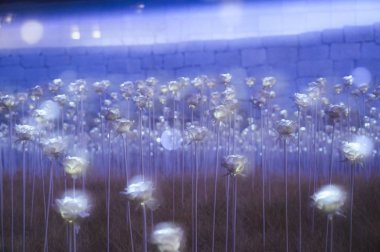 Seoul, Kore - 7 Aralık 2018: Dongdaemun tasarım Plaza Led gül bahçesi bu sefer kış sezonunda çok soğuktur ve neredeyse kar ve Noel Festivali