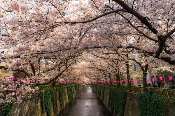 Tokyo Japonya Mart 2018 Insanlar Yürüyüş Nakameguro Kanalında Sakura Kiraz — Stok fotoğraf