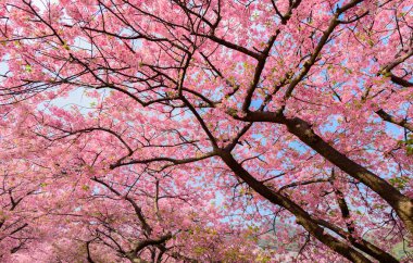 Güzel Japonya Sakura ağacı 