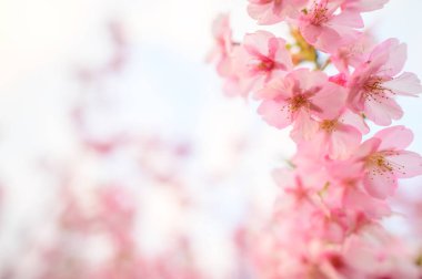 Güneş ışığı altında güzel Japonya Sakura çiçek