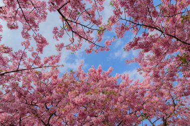 Güzel Japonya Sakura ağacı 