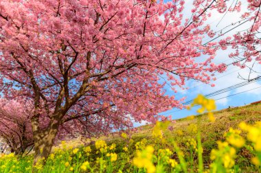 Güzel Japonya Sakura ağacı 