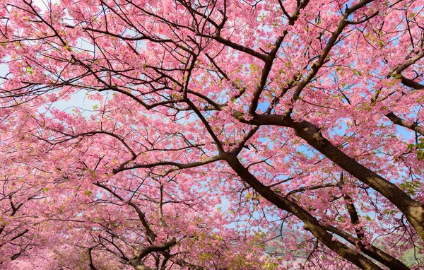 Beautiful Japan Sakura tree — Stock Photo, Image